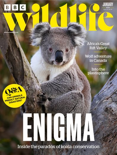 BBC Wildlife Magazine digital cover