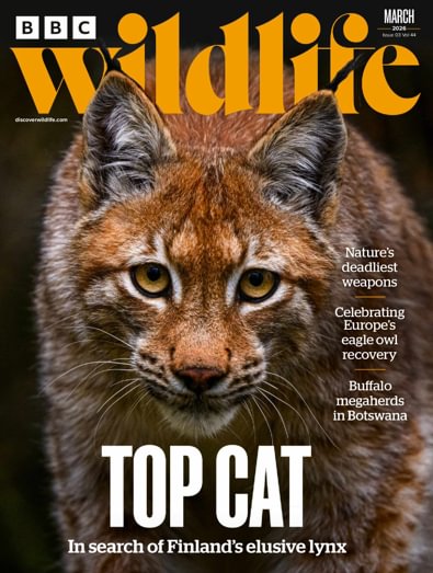 BBC Wildlife Magazine digital cover