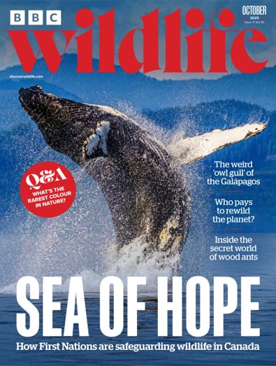 BBC Wildlife Magazine digital cover