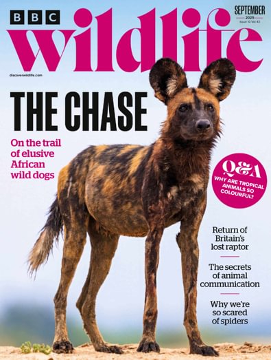 BBC Wildlife Magazine digital cover