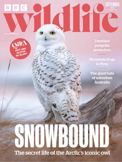 BBC Wildlife Magazine digital cover