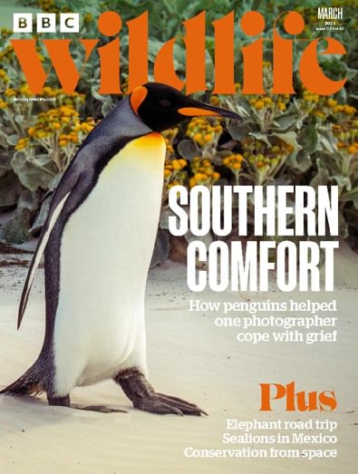 BBC Wildlife Magazine digital cover