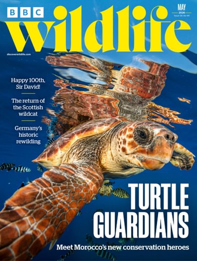 BBC Wildlife Magazine digital cover