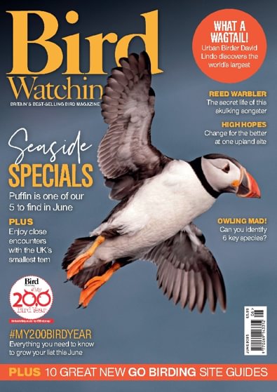 Bird Watching digital cover